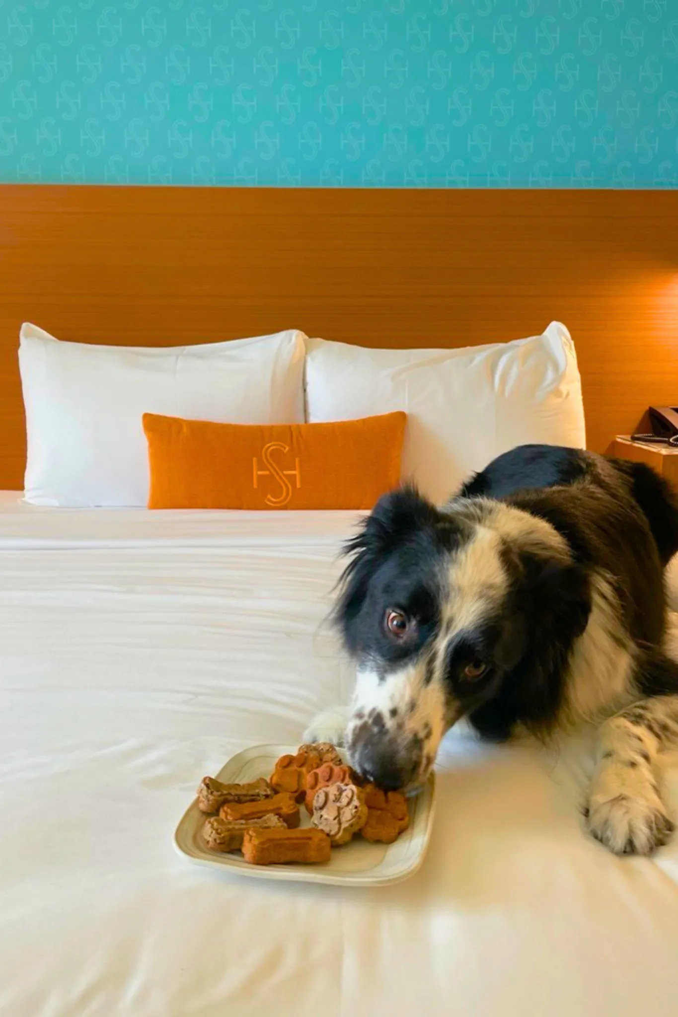 Paw Package