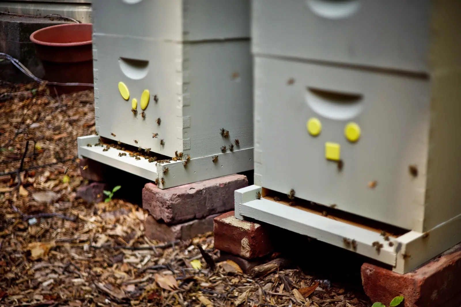 other-beehives