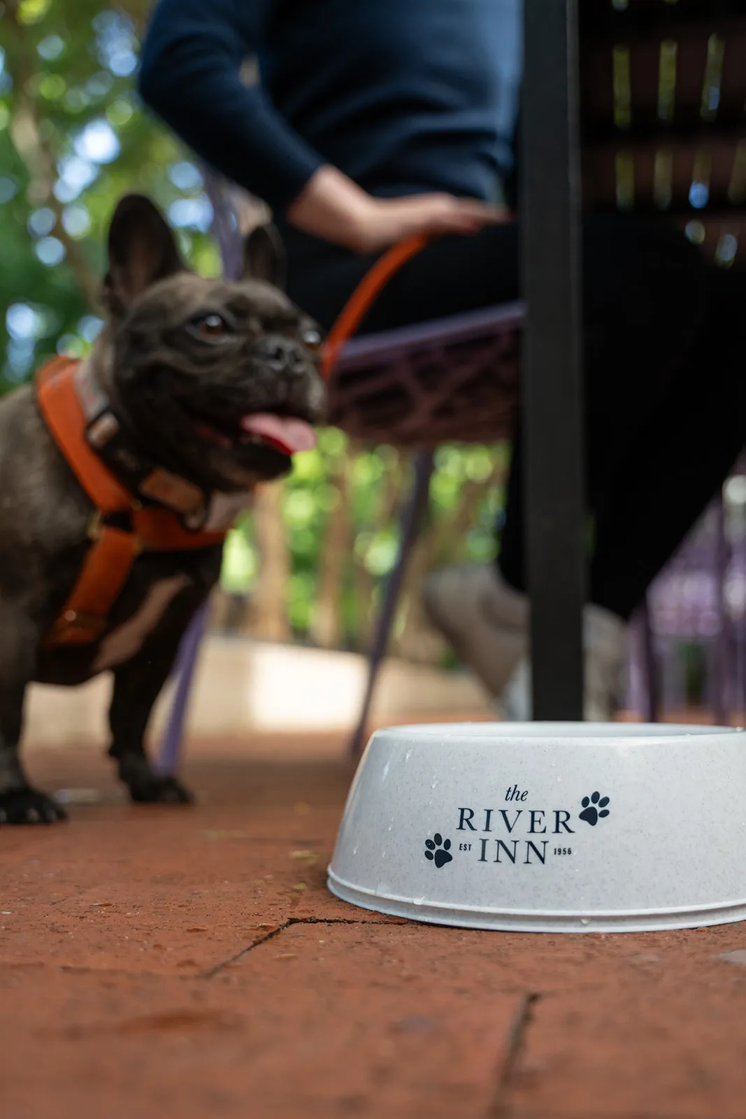 other-petfriendly