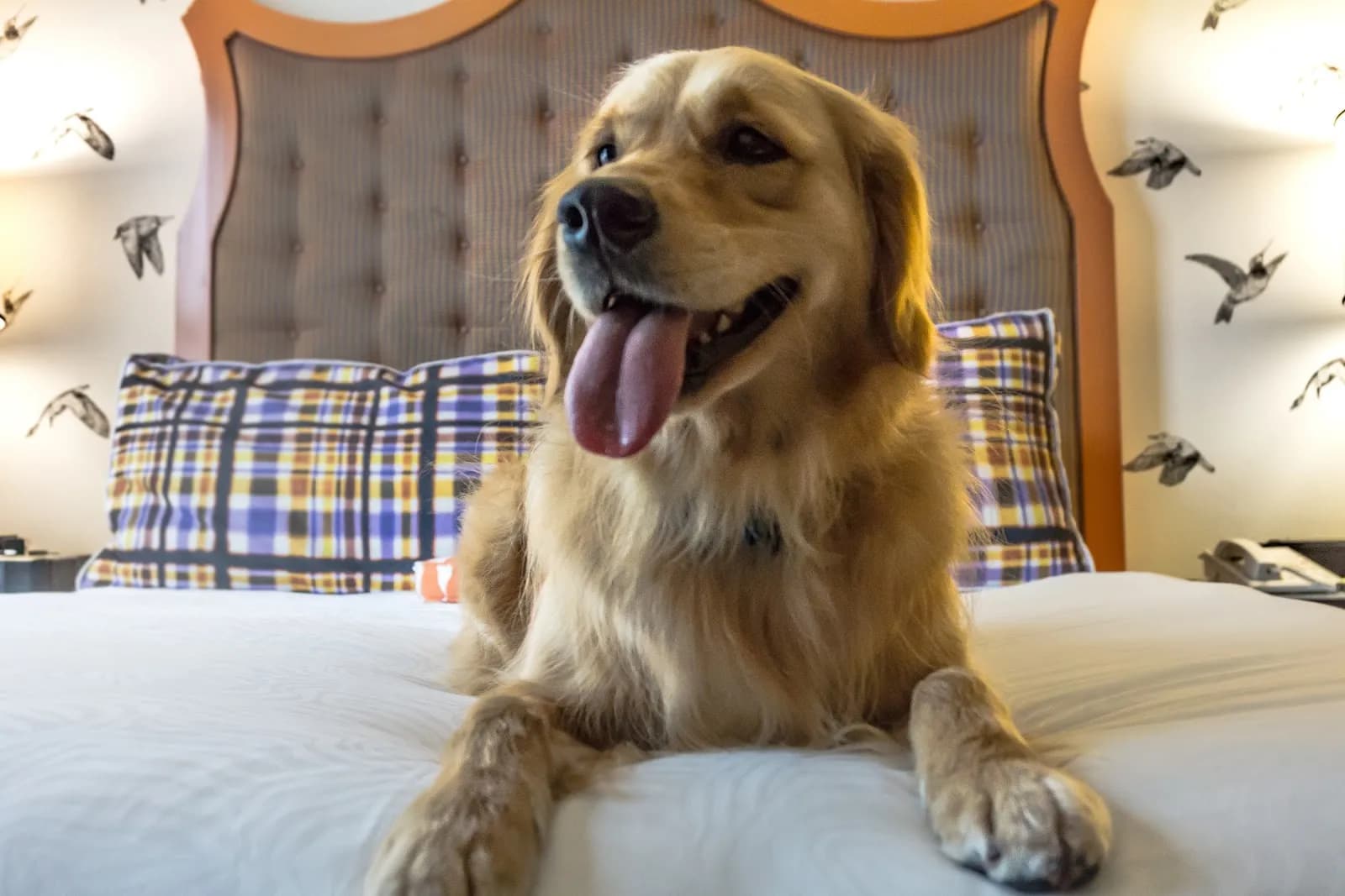 other-petfriendly